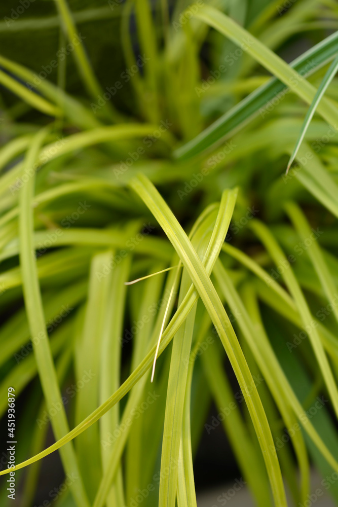 Japanese Sedge Everillo Japanese Sedge Everillo