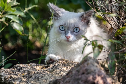 Gray kitten hid in the bushes © Евгений Еськов