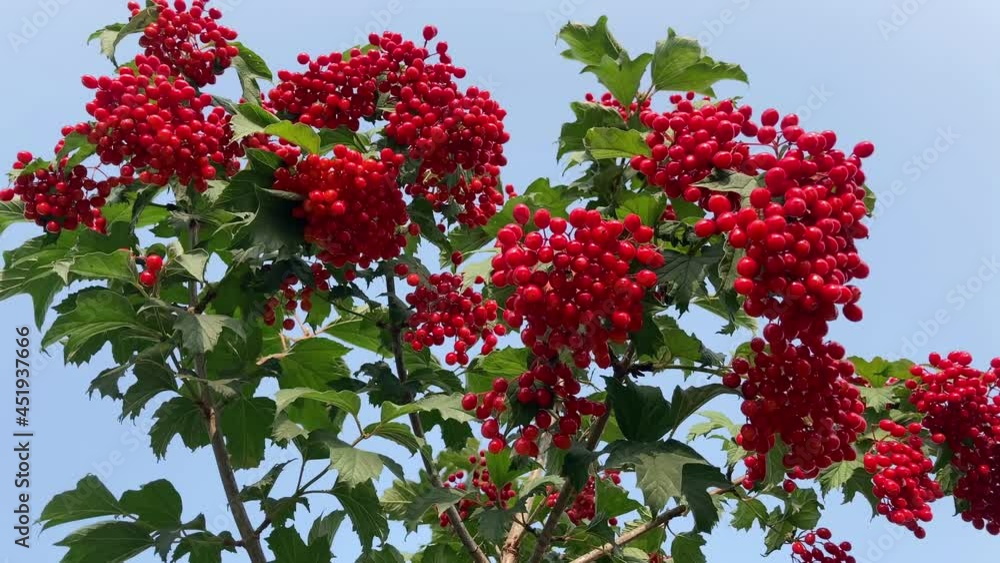 Fruits and leaves of red viburnum in the wind. Harvesting red viburnum berries. Autumn background. Autumn season. Blue clear sky. Sunny clear day. Fruits and leaves of red viburnum in the wind. Harvesting red viburnum berries. Autumn background. Autumn season. Blue clear sky. Sunny clear day.