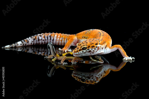 Cute baby Leaopard gecko playing on body his mother's, Tomato gecko closeup on black background, animal closeup photo