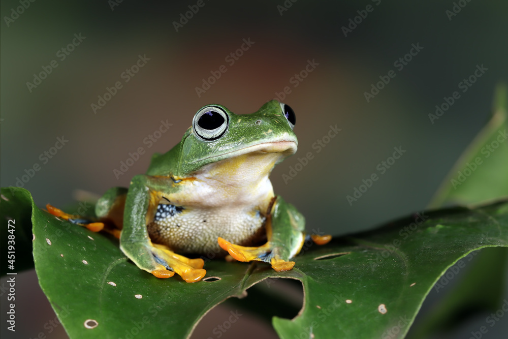 Javan tree froh on branch, rhacophorus reinwardtii tree frog Javan tree froh on branch, rhacophorus reinwardtii tree frog