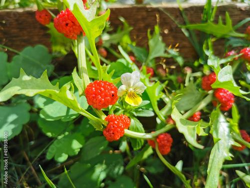 Strawberry spinach (Latin: Blitum virgatum, Chenopodium foliosum) growing on a bed in the garden on a warm sunny summer day.