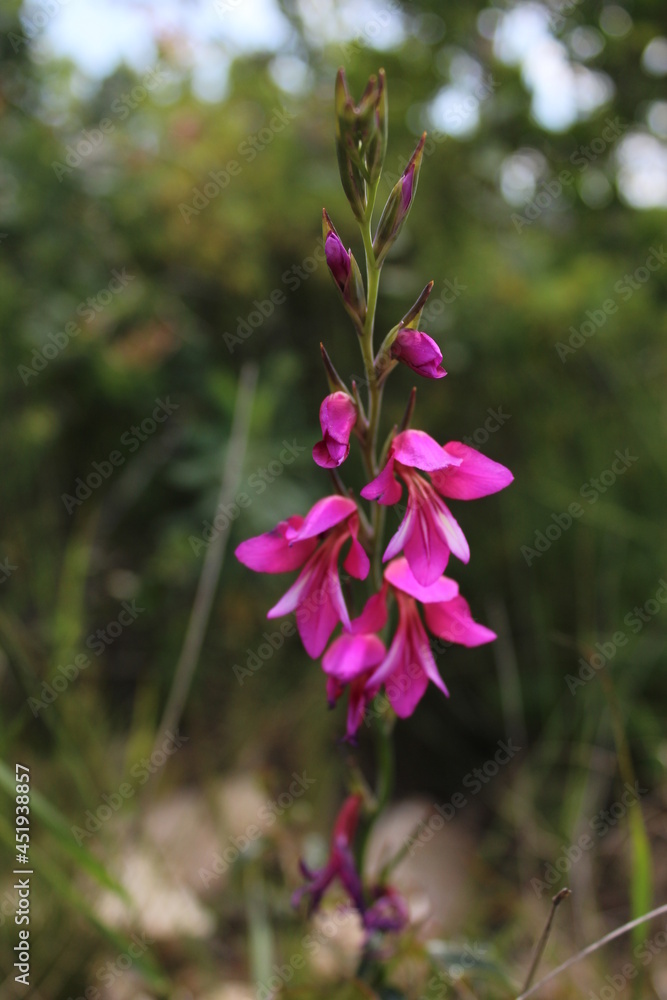 Obraz premium Flowers from the mountains of Vallirana.