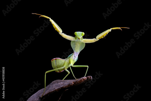 Giant Shield mantis closeup with self defense position on black background, Shield mantis closeup on wood