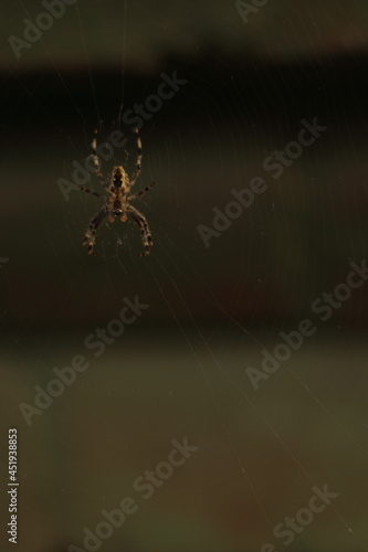 spider web on building 