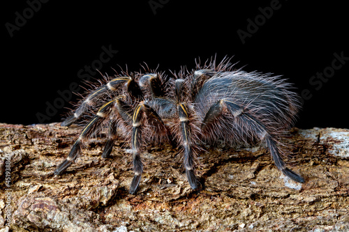 Grammostola Pulchripes tarantula (Chaco Golden Knee), Chaco Golden Knee tarantula front view on wood with black background