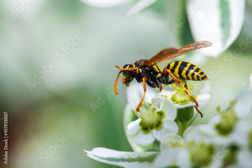 a bee collects nectar on flowers, a bee collects honey from a flower, close-up © evgenii