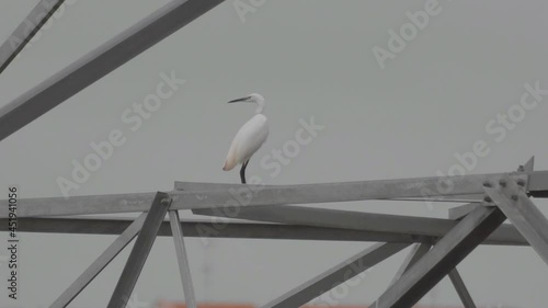 Little Egret (Egretta garzetta) standing on electricity steel pylon tower and takes flight. A white bird flying away from eletrical pole. photo
