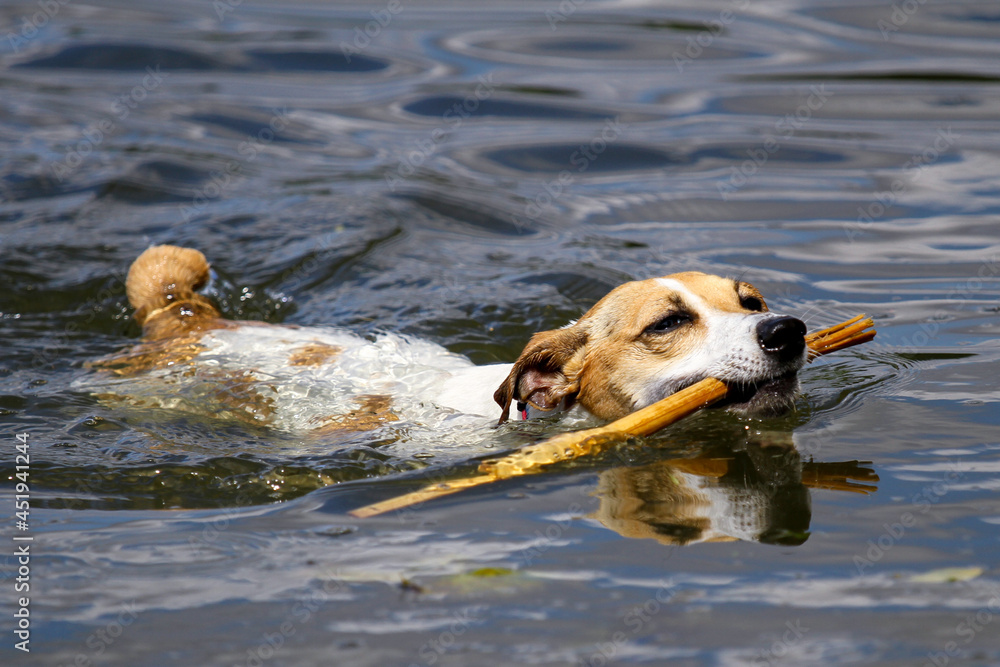 Jack Russell Terrier swimming with a stick Jack Russell Terrier swimming with a stick