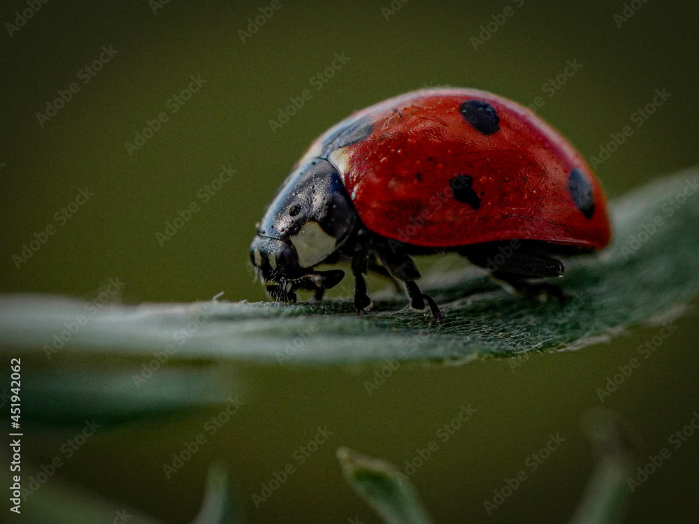 Fototapeta premium ladybird on a leaf