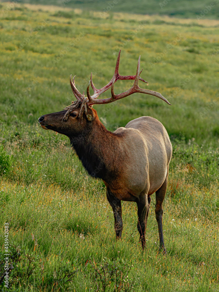 Obraz premium deer in the woods