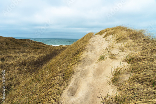 Fototapeta Naklejka Na Ścianę i Meble -  Dune landscape on the Danish North Sea coast in the Thy National Park at a windy day