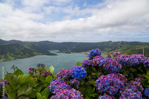 Blue and purple hydrangeas in a landscape with volcanic crater lakes on a cloudy summer day in Sao Miguel, Sete Citades, Azores Islands, Protugal photo