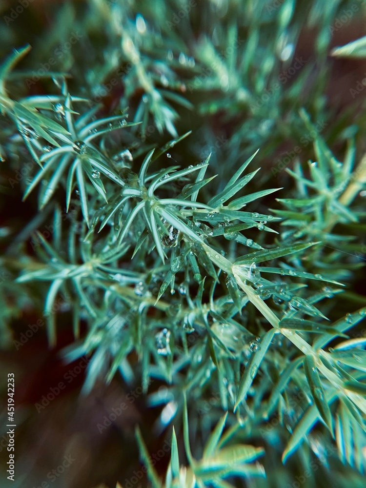 close up of needles