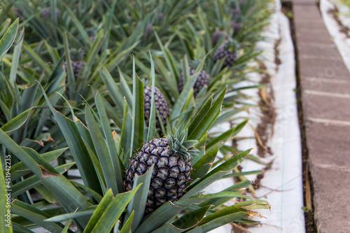 Pineapples which is a tropical fruit growing in an ananas plantation in Ponta Delgada, Sao Miguel which is part of Azores islands, Portugal