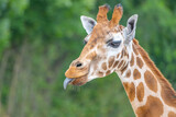 Cute giraffe portrait with tongue lolling out.