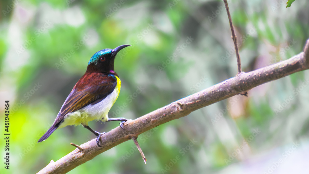 Male Purple-rumped sunbird sitting on a branch (Sri Lanka) Species: Leptocoma zeylonica Male Purple-rumped sunbird sitting on a branch (Sri Lanka) Species: Leptocoma zeylonica