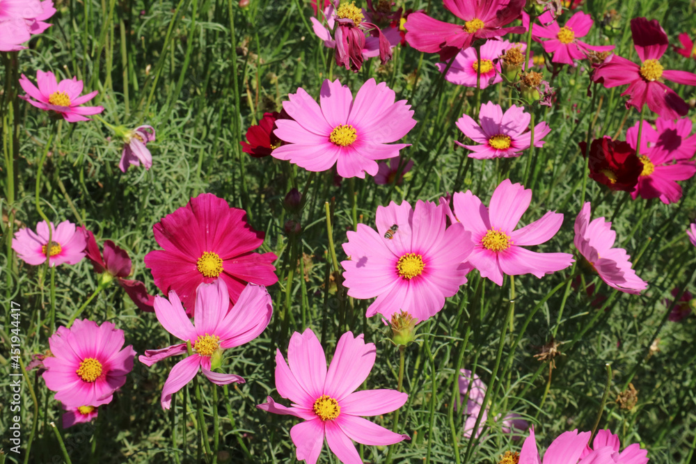 Flowers Flowers