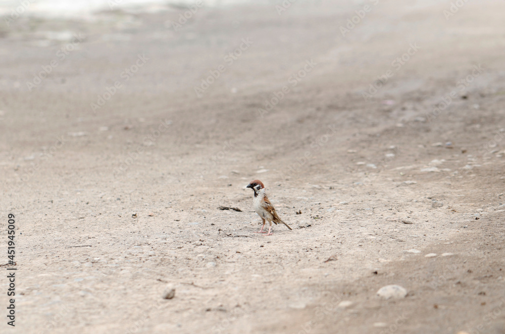 bird in land bird in land