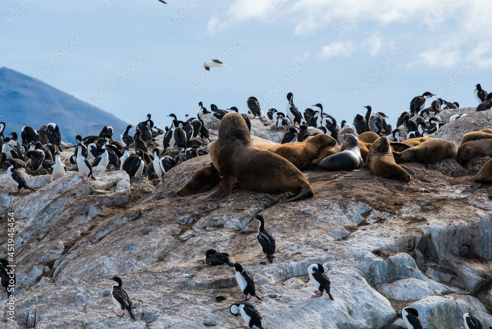 Obraz premium Bird Island in the Beagle Channel near the Ushuaia city. Ushuaia is the capital of Tierra del Fuego province in Argentina.