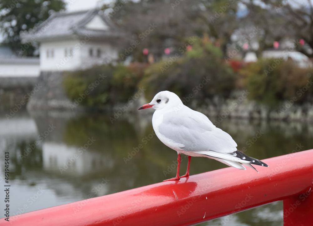 Fototapeta premium ユリカモメと日本の古城