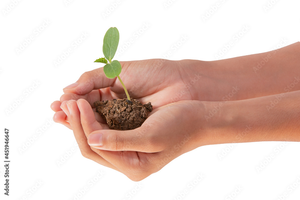little green tree plant on hand woman, isolated on white background. Concept Let's take care of planting and taking care of trees with our own hands. little green tree plant on hand woman, isolated on white background. Concept Let's take care of planting and taking care of trees with our own hands.