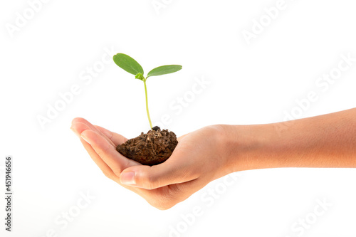 little green tree plant on hand woman, isolated on white background. Concept Let's take care of planting and taking care of trees with our own hands.