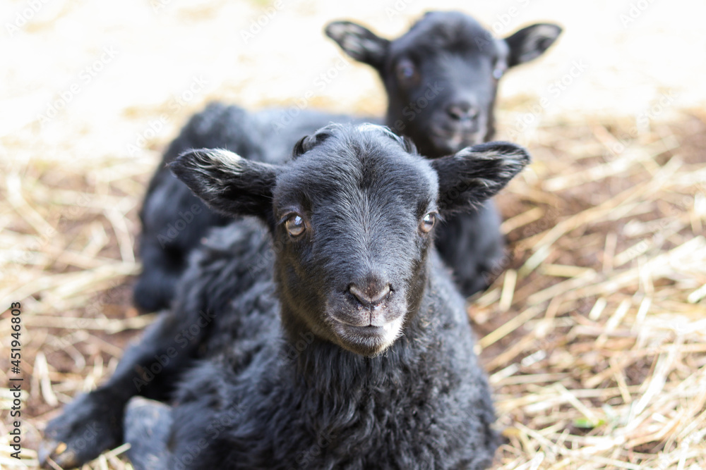 Lamb siblings resting together outside in nature Lamb siblings resting together outside in nature