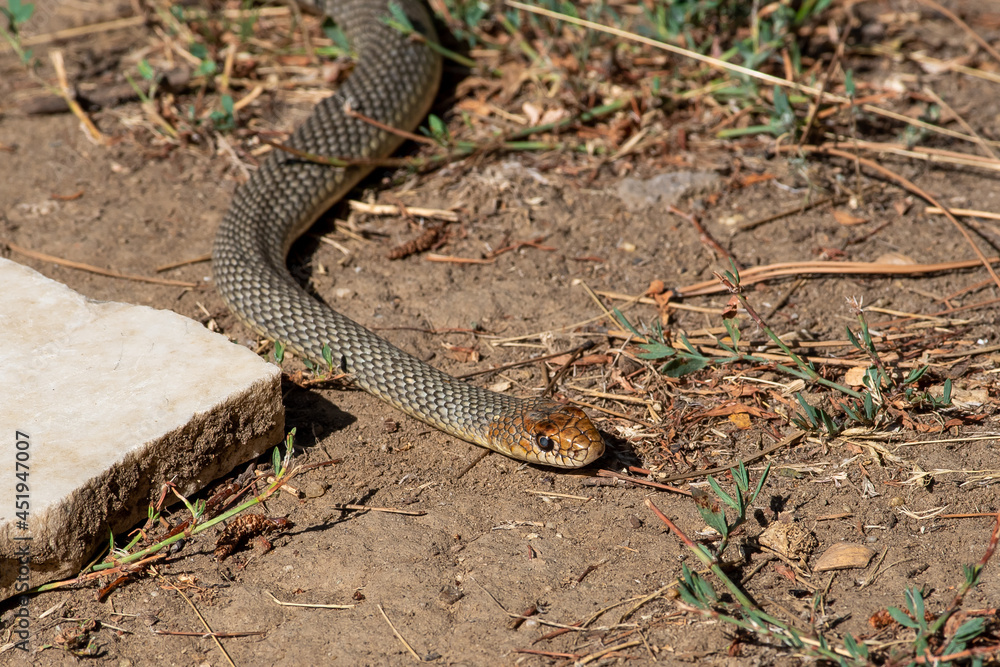 Dolichophis caspius snake crawling on the ground,
Caspian whipsnake in summer scene
Dolichophis caspius snake crawling on the ground,
Caspian whipsnake in summer scene