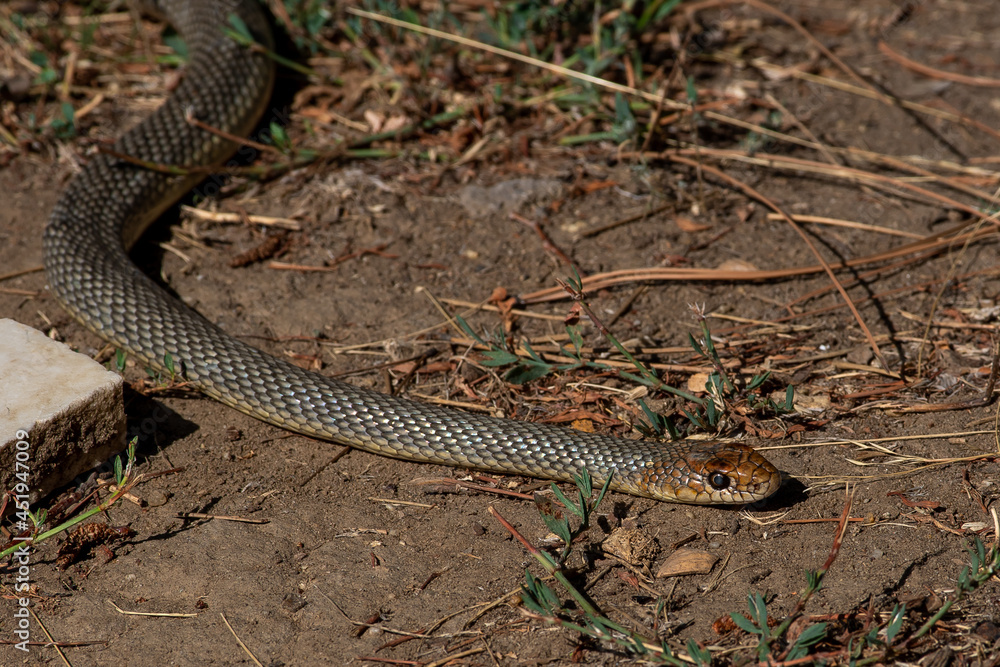 Fototapeta premium Dolichophis caspius snake crawling on the ground, Caspian whipsnake in summer scene 