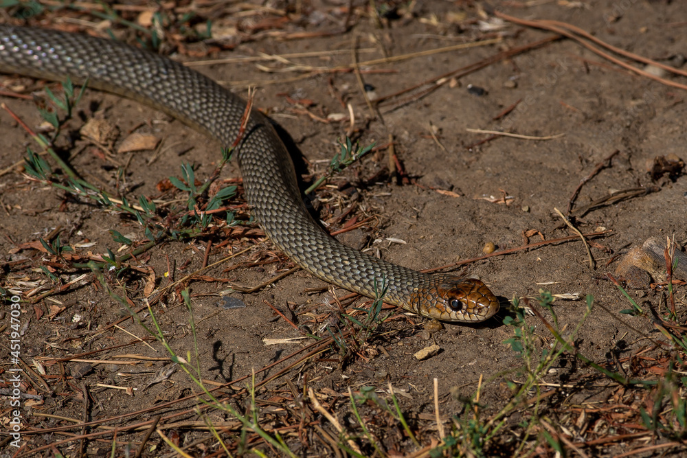 Dolichophis caspius snake crawling on the ground,
Caspian whipsnake in summer scene
Dolichophis caspius snake crawling on the ground,
Caspian whipsnake in summer scene