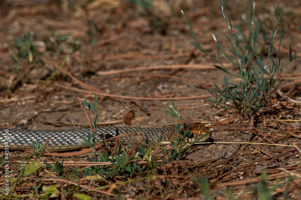 Dolichophis caspius snake crawling on the ground, 
Caspian whipsnake in summer scene
