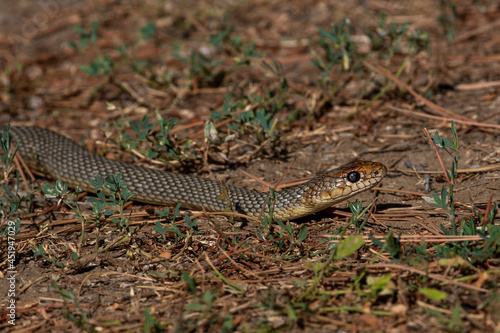 Dolichophis caspius snake crawling on the ground   Caspian whipsnake in summer scene 