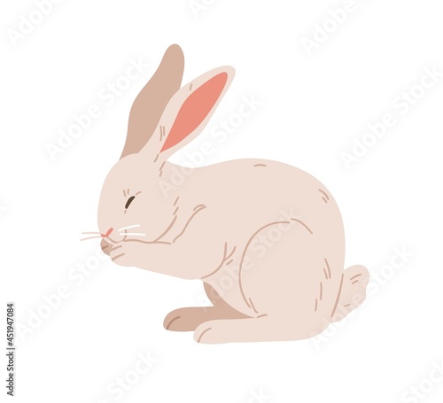 American rabbit with long ears. Cute bunny of beveren breed. Domestic animal washing itself. Adorable coney pet. Realistic flat vector illustration of hare isolated on white background
