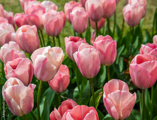 field of pink tulips Apricot Impression in the garden