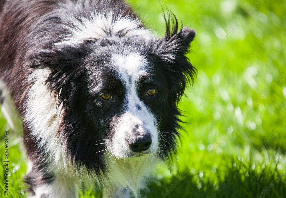 Border Collie Sheep Dog