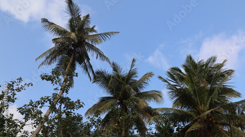 coconut trees