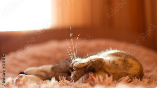 Fototapeta Naklejka Na Ścianę i Meble -  domestic cat with green eyes, short-haired cat sleeps on the bed at home