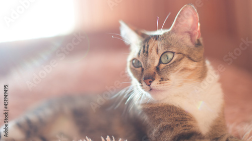 domestic cat with green eyes, short-haired cat lies on the bed at home photo