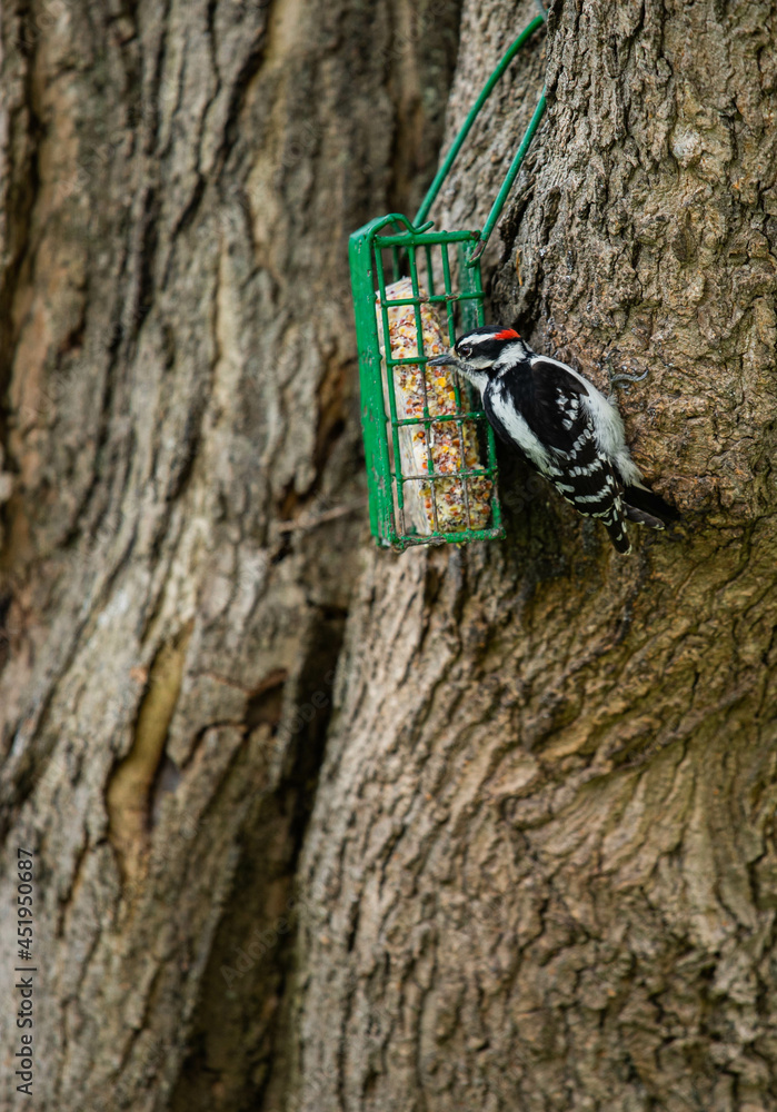 Fototapeta premium Woodpecker Eating