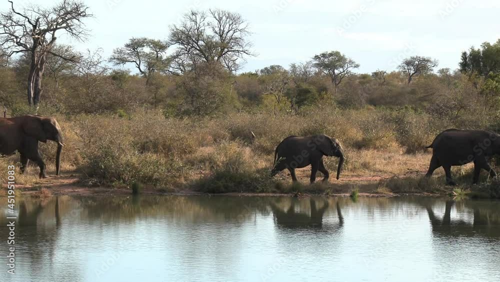Herd of elephants walk past waterhole in African bushland, static view Herd of elephants walk past waterhole in African bushland, static view