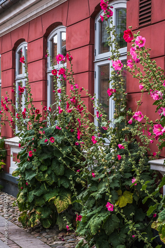 Fototapeta Naklejka Na Ścianę i Meble -  Hollyhocks in front of a beautiful old red building