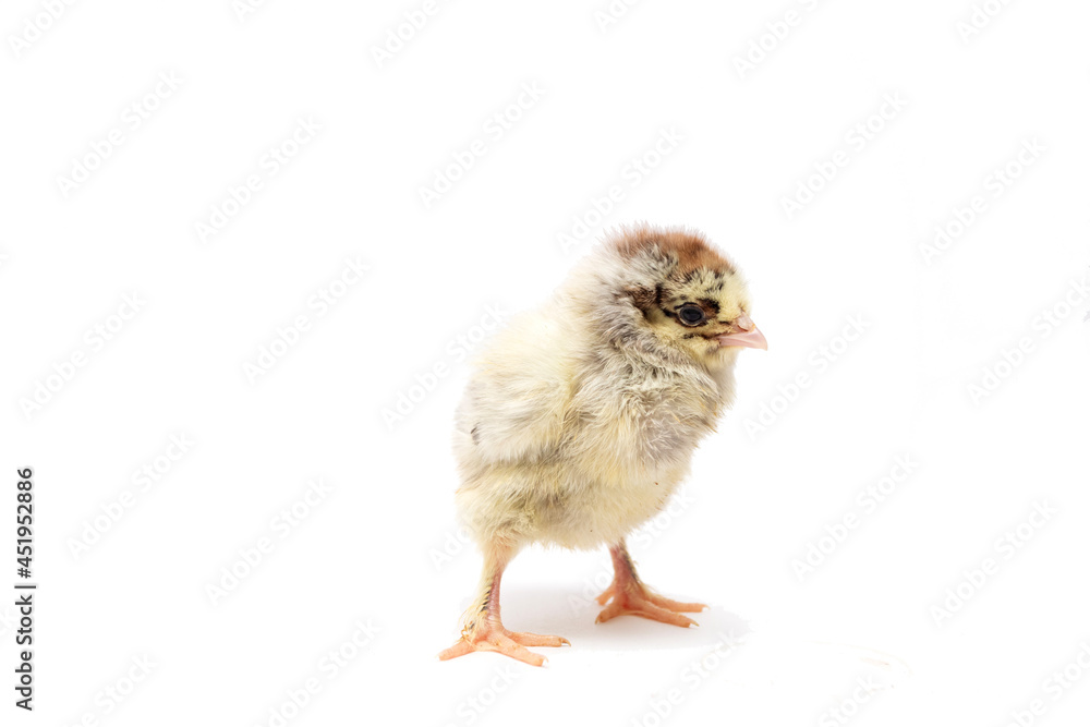 Yong chicken isolated on white background