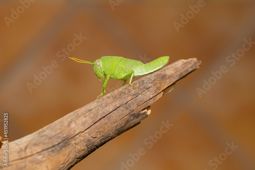 grasshopper on the branch