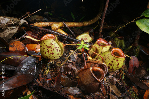Pitchers of the carnivorous pitcher plant Nepenthes ampullaria, Sarawak, Borneo, lateral view