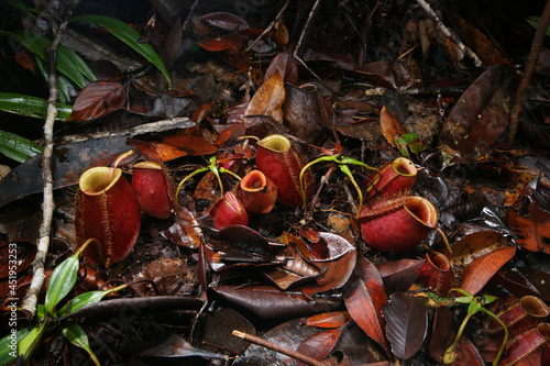 Red pitchers of carnivorous pitcher plant (Nepenthes ampullaria), Sarawak, Borneo photo