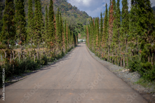 A road with pine trees on both sides