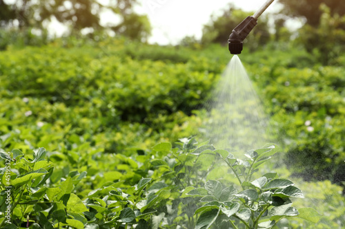 Spraying pesticide onto potato plants outdoors on sunny day