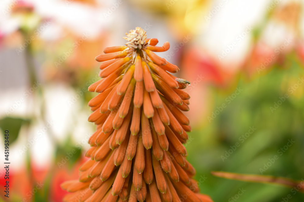 Kniphofia rooperi, Rooper’s red-hot poker, is a species of flowering plant in the family Asphodelaceae, native to the Eastern Cape of South Africa. Kniphofia rooperi, Rooper’s red-hot poker, is a species of flowering plant in the family Asphodelaceae, native to the Eastern Cape of South Africa.
