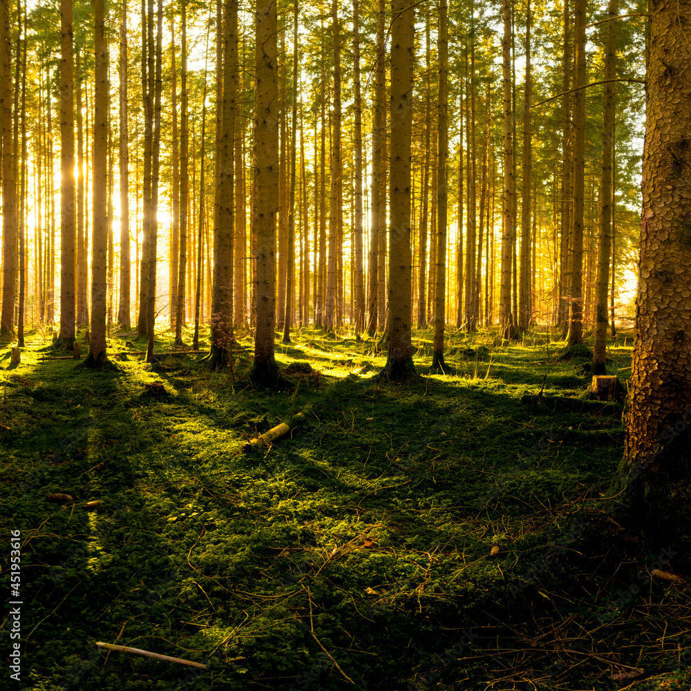Goldene Sonnenstrahlen im Wald Goldene Sonnenstrahlen im Wald